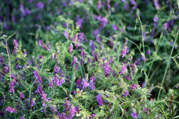 Obraz premium Wild flowers hay meadow in springtime.