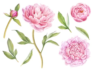 Sammlung handgemalter floraler Elemente. Aquarell botanische Illustration von Pfingstrose, Knospen und Blättern. © evdakovka