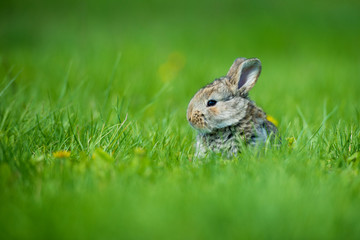 Cute rabbit with flower dandelion sitting in grass. Animal nature habitat, life in meadow. European rabbit or common rabbit.