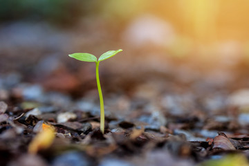 Green sprout growing from seed