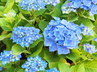 Inflorescences of hydrangea macrophylla (Nikko Blue). Blue floral hortensia background