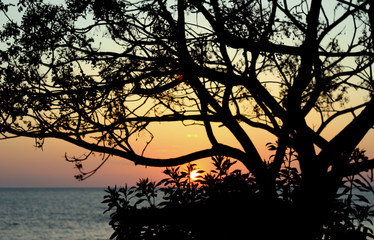 Trees branches silhouette on Adriatic sea horizon, beach, sunset landscape background.