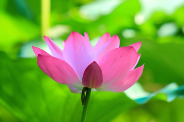 Lotus [Nelumbo]