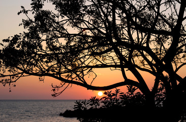 Trees branches silhouette on Adriatic sea horizon, beach, sunset landscape background.