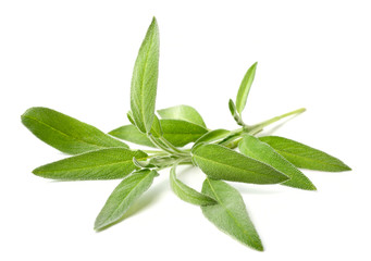 fresh herb, fresh sage isolated on white