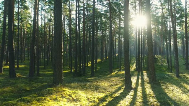 Wild pine forest with green moss under the trees. Moving between trees in beautiful sunny morning just after sunrise.