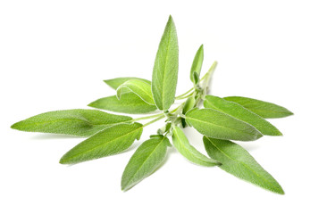 fresh herb, fresh sage isolated on white