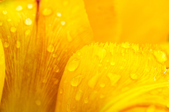 Fototapeta Petals of a yellow tulip with drops of morning dew - closeup