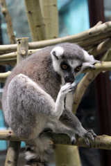 lemur sits on a tree and licks his paw