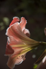 Flor amarillis Hipeastrum vittatum,  Con la llegada de la primavera y del buen tiempo la primavera florece en todo su esplendor