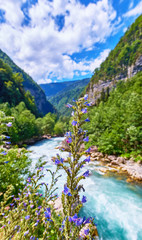 Romantic view of fresh and cold mountain river in Abkhazia with violet flowers under sunny cloudy blue sky in summer 