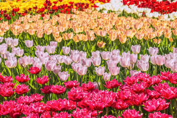 Multicolored tulips in the botanical garden of Kiev, Ukraine.