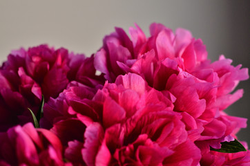 Fresh bunch of pink peonies peony roses flowers, white effect shine on light background. Card Concept, copy space for text. floral wallpaper, background from flower petals. Trendy color.