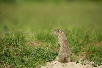 Naklejka na ściany i meble Small european brown ground squirrel (Spermophilus citellus) standing on guard, watching out, green grass background