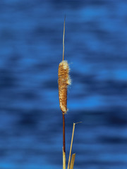 Common Cattail Great Reedmace or Bullrush (Typha latifolia) against blue water