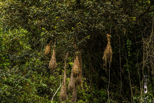 Nest Birds in the Bolivian Jungle