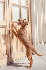 Irish Terrier is standing on hind legs at the door. - 204228101