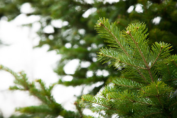 Green fir tree branches