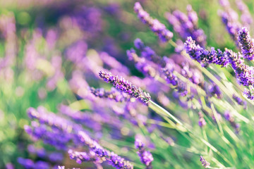 Beautiful lavender closeup with blurred background.A beautiful combination of pastel green and purple shades of lavender.Lavender field in the sunlight, Provence, France