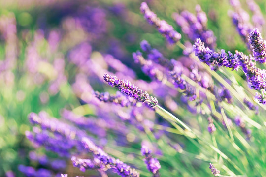 Beautiful lavender closeup with blurred background.A beautiful combination of pastel green and purple shades of lavender.Lavender field in the sunlight, Provence, France