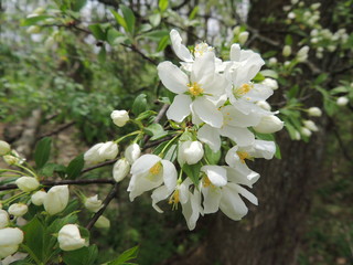 Wild Crabapple Blossoms