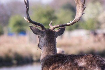 Deer in Bushy Park