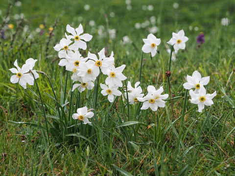 Logarghena in Lunigiana, Italy. Wild narcissus flowers in springtime.Narcissus poeticus.