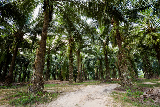 Oil palm plantation in Krabi