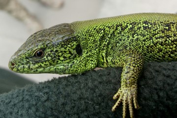 lizard