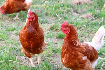 Two brown red chicken on a green meadow. Free range farm animal.