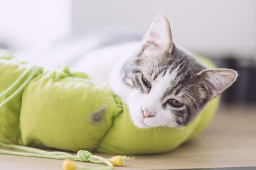 Chat blanc tigré couché dans son panier vert