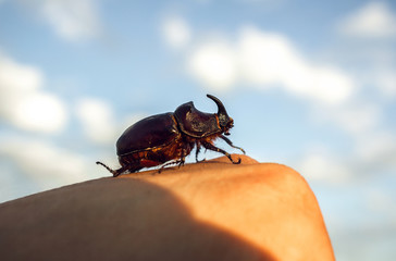 giant beetle beetle, an unusual insect beetle with a horn at sunset.