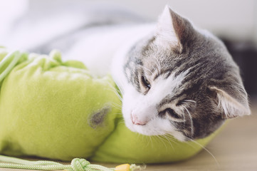 Chat tigré et blanc