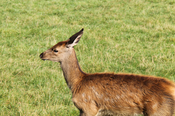 A Young Female Roe Red Deer in a Grass Meadow.