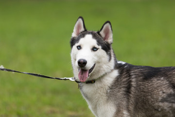 Portrait of grey-white husky