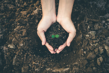 Hand for planting trees back to the forest, Creating awareness for love wild, Wild plant concept.