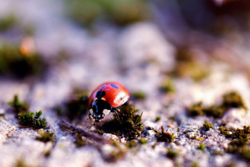 Coccinelle