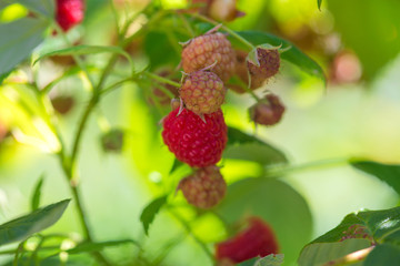 framboises