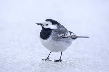 White wagtail on ice