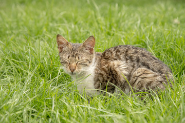 Naklejka na ściany i meble Cat sitting in the grass