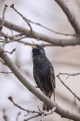 A common starling bird calling