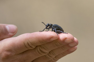 A small beetle in hands of a man