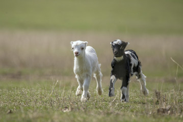 Two cute goatling running