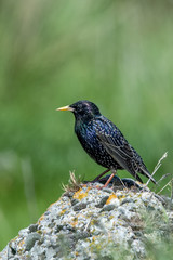 Common starling bird