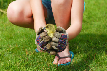 Little gosling is held by a girl wearing work gloves.