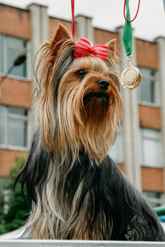 Dog breed Yorkshire terrier