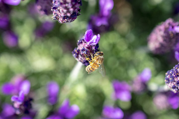 bee