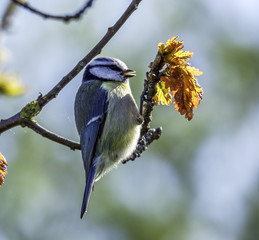 Blue tit feeding in the UK