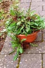 Fototapeta na wymiar Weeding in german garden. Removed dandelion plants with roots in brown ceramik trash pot.