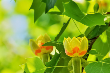 Obraz premium ユリノキの花 Tulip Tree